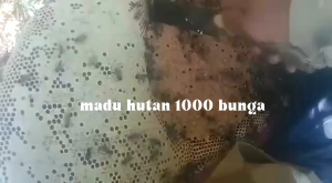 Madu hutan seribu bunga kualitas super