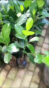 bibit okulasi cempedak lokal (Artocarpus integer).