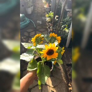 7 BIJI BENIH BUNGA MATAHARI BLACKHOLE (REPACK)