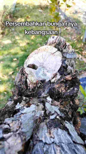 [KOC117] Brooch Bunga Raya Merdeka Felt Empat Warna. Brooch Hari Merdeka.