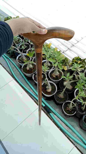 tongkat jalan kayu kelor Jawa motif cula spesial B266