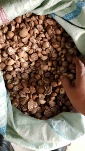 Dried betel nut 1/2 kg (500g / 1kg / 10 kg / 20kg can be ordered Betel Nut / Dried betel nut cut into 2
