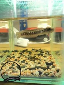 Channa Asiatica White Sport 2.5 Inch