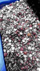 Cangkang kerang kecil - kerang mata - kerang mini - cangkang kerang - kerang bahan kerajinan