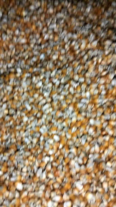 Bibit jagung siap tanam 1kg pioneer/Hibrida macho