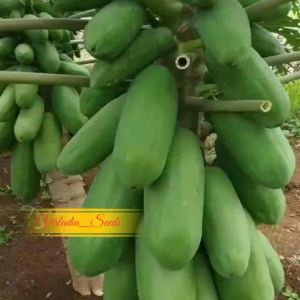[Virladia Seeds] Biji Benih tanaman Pepaya California