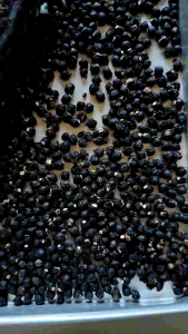 Buah Angkung Kering Obat Stroke & Darah Tinggi 1000 Biji Bonus 50 Biji