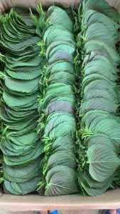 sỉ lá mè tươi Hàn quốc ( 500g được (200-250 lá)