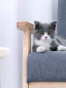 [SG Stock] Cat Floral Scratching PostCat NestCat Toy