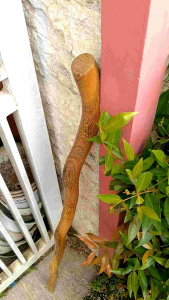 Tongkat Jalan Kayu Kelor Jawa Model Nabi C114