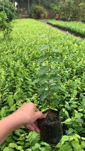 Combo 5 Cây giống hồng quân chuẩn giống siêu trái- trái to