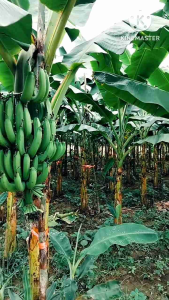 หน่อกล้วยหอมคาเวนดิช 3 หน่อ 199 บาท เท่านั้น พันธุ์แท้ 100% สวยๆ คุณภาพสูง ถูกจัดเลี่ยงตามโอกาส หรือส่วนตัวของผู้สนใจสามารถแก้ไขหนัก ๆ ได้