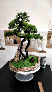 Cây Tùng Bách Hai Chân Rễ