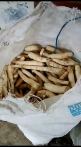 Tepung Pati Garut asli Pati irut Pati angkrik Pati Garut asam lambung