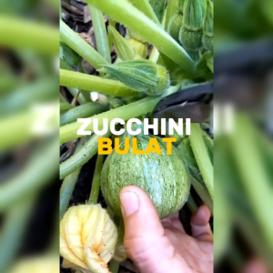 3 BUTIR BIJI/BENIH ZUCCHINI HIJAU BULAT