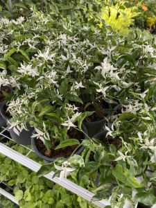 ต้นโมกด่าง#บอนไซ#กระถาง 5 นิ้ว