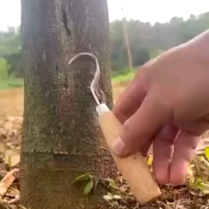 Dao cạo sì mủ cây sầu riêng thép nhập khẩu sắc bén tiện lợi