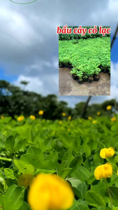 bầu cây cỏ lạc