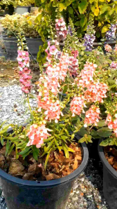 ฟอร์เก็ตมีน็อตสีชมพูอมขาว กระถาง 11 นิ้ว (กทม)