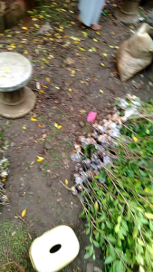 Bahan bonsai kimeng isi 5 pohon cangkok 50-60cm