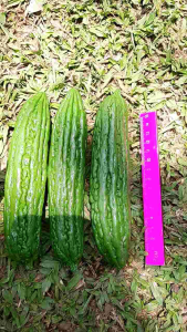 REPLIKA SAYUR PARE PARIA (1pcs) / PARIA PALSU / PARIA DEKORASI / PARIA / PARIA MAINAN / PARIA HIASAN MEJA / PARIA DEKORASI MEJA / PARIA PAJANGAN MEJA DLL