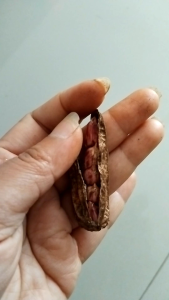 ถั่ว 5 เม็ด (5 ข้อ) ถั่วมงคลเสริมพุทธคุณ