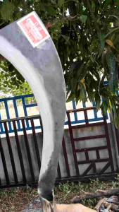 มีดตัดอ้อย ด้ามไม้เค็ง(ตรา ก.ส.แดงช่าง เสริม)เหล็กกล้าแท้ คมแข็งแรง