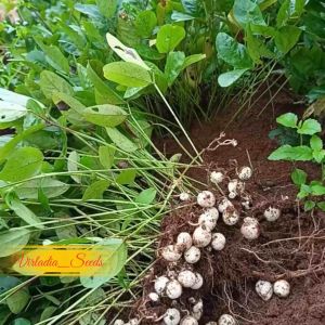 [Virladia Seeds] Biji Benih Tanaman Kacang Bogor