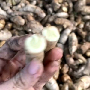 Ngải Chống Độc mọc rừng tự nhiên lâu năm (KHÔNG PHẢI nghệ trắng)