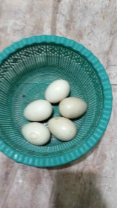 Telur Entok Fertil Bisa Ditetaskan