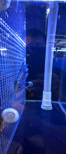 Pearl flowerhorn (buy 3 free 1)