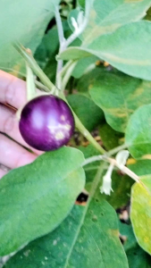 60 BIJI BENIH TERUNG ULAM (PURPLE MUDA)