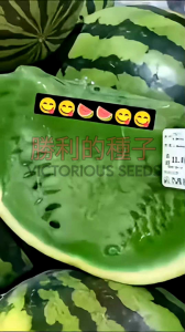 1 Pack (50 Biji) Benih Semangka Hijau Chrimson Original import / Bibit Semangka unik & langka