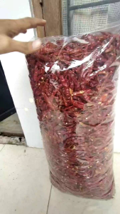 5 KG CABE TEJA KERING / CABE CAPLAK SUPER PEDAS KWALITAS SUPER TANPA TANGKAI