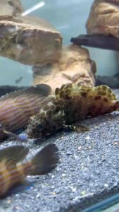 Honeycomb Grouper/Kerapu/Readystock/Brackish/Ornamental Fish