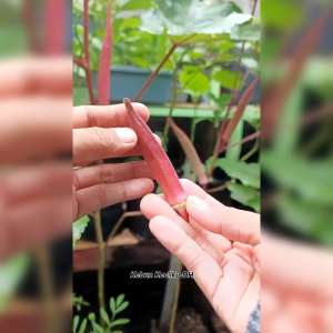 BENIH OKRA MERAH IMPORT (KEMASAN ORIGINAL)