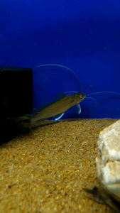 Mystus Catfish/Ornamental fish/Freshwater/Readystock