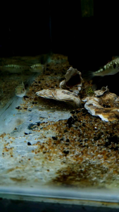 Milk Spotted Puffer/Special Offer!!/Seasonal/Ornamental fish/Freshwater/Readystock