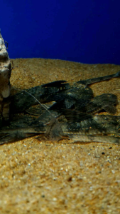 Marbled Loricaria Catfish/Marble Whiptail Catfish/Lizard Catfish/Ornamental fish/Freshwater/Readystock