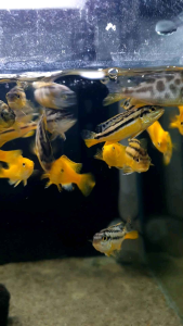 Auratus Cichlid/Golden Mbuna/Ornamental fish/Freshwater/Readystock