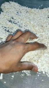 Baja kulit tulang sotong | Cattlefish bone fertilizer | sumber kalsium untuk tanah dan tumbuhan