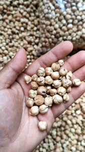 Kapulaga Jawa / Kapulaga Lokal / Cardamon Jemuran 1 Kg