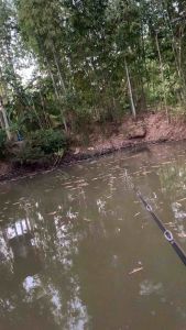 🔥 NEW 🔥 กบยาง เทพมังกร 3 เซน หนัก 5 กรัม ยางนุ่ม จิ๋วเต็มคำ วัดติดง่าย แอคชั่นดี่เยี่ยม และ 5 ราย กบยางหมานๆ กบยางถูกๆ และ 1 บาท