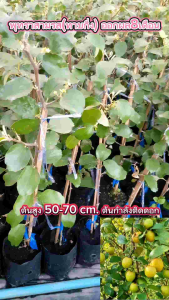 ต้นพูทราสามรส (ทาบกิ่ง) ต้นสูง 50-60 ซม. ออกผล 8 เดือน