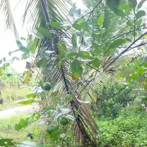 มะนาวบ้าน