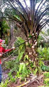 EGREK SAWIT PALM KING KLEM ORANGE