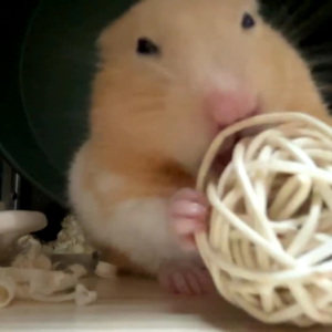 ((1 PACK ISI 4 BOLA)) MAINAN HAMSTER BOLA ROTAN MINI 3 CM - PTTY#7