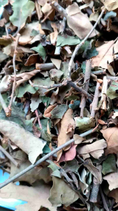 Benalu kopi kering asli/benalu pohon kopi obat herbal