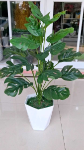 Pohon monstera 18 daun dengan pot diamond
