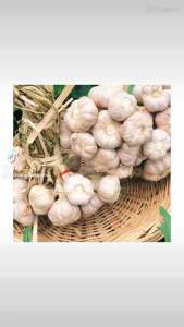 กระเทียมไทยมัดจุก (มีต้น) 1 กก